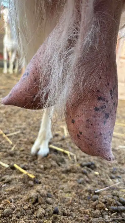 عنز مصريه حليب وافر index