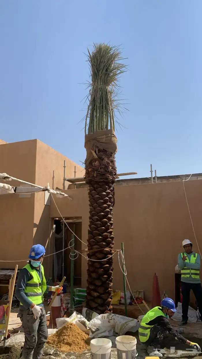 نخيل واشنطني ونخيل عربي واشجا زيتون للبيع 8