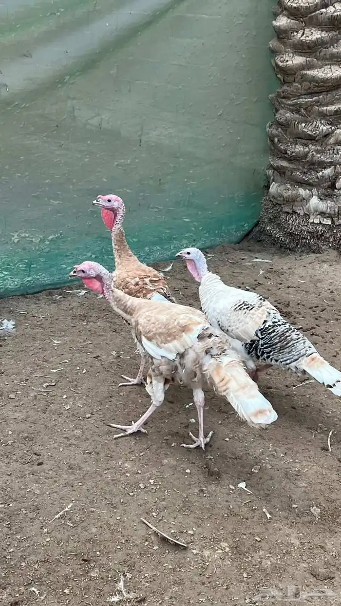 مجموعة رومي الوان مميزه 0