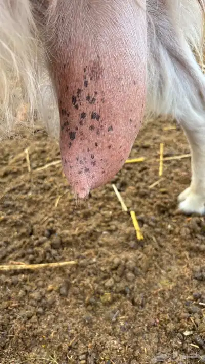 عنز مصريه حليب وافر index