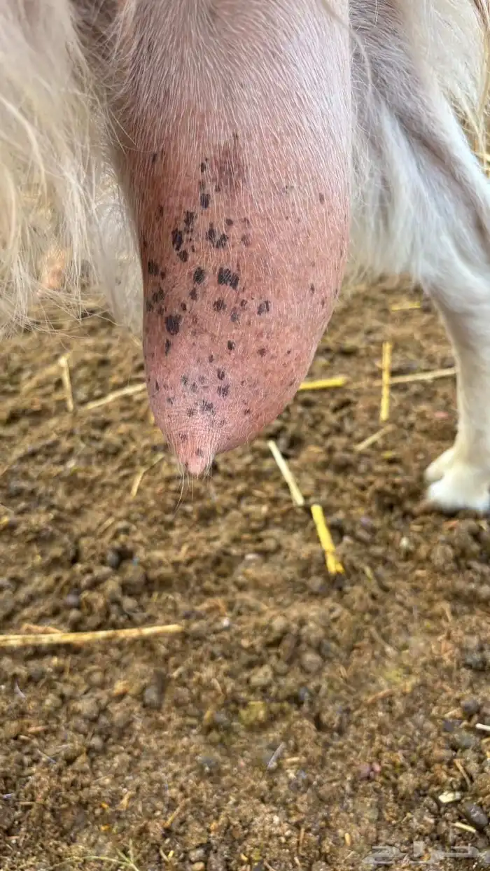 عنز مصريه حليب وافر 2