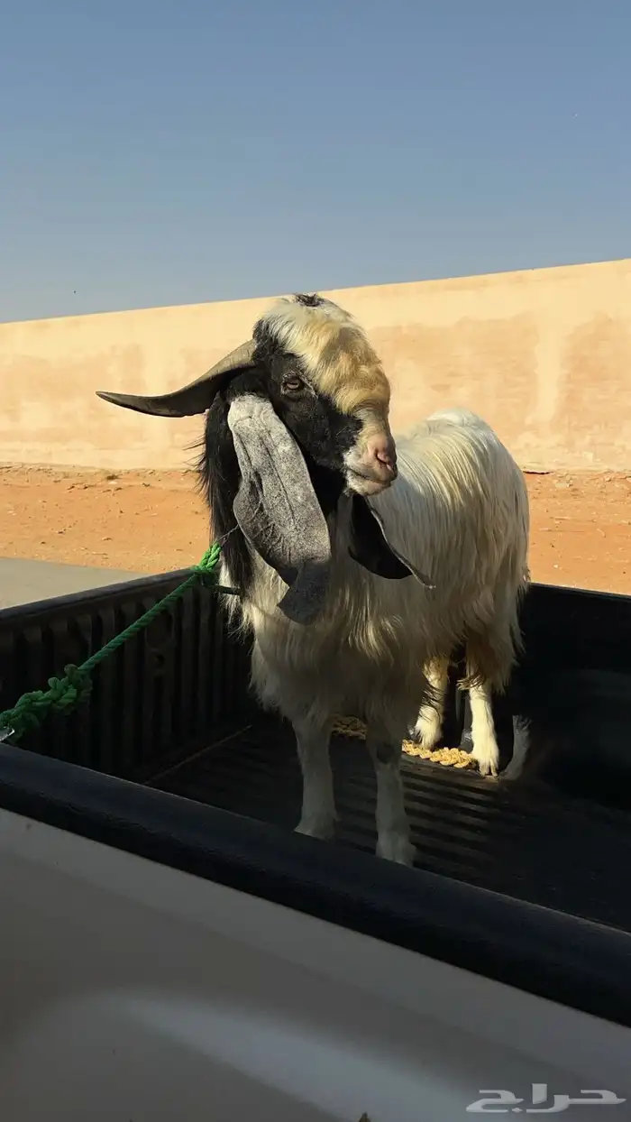 الحنيه جنوب المزاحميه 18 كيلو التيس مشروك مصري ع حبشي يقرع 0