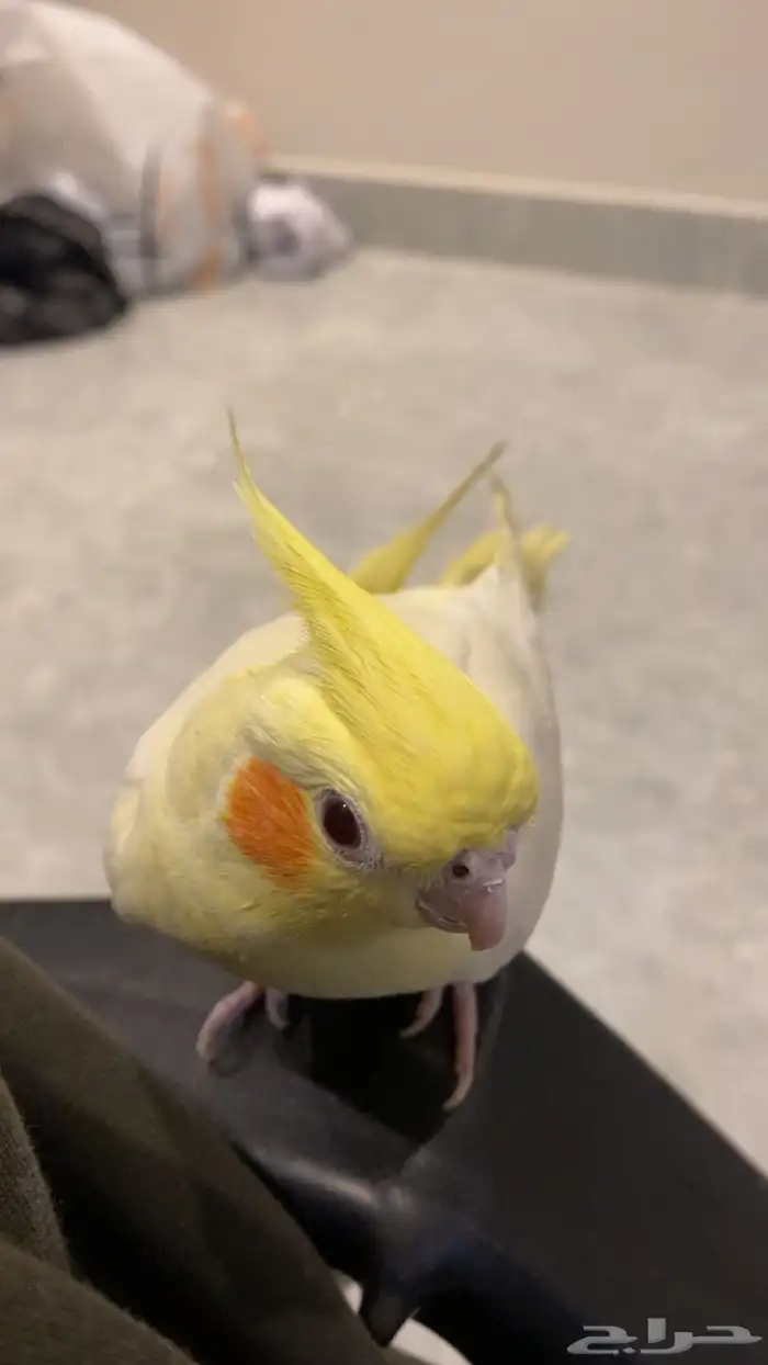 البيع كروان تربيه. ب 450 3