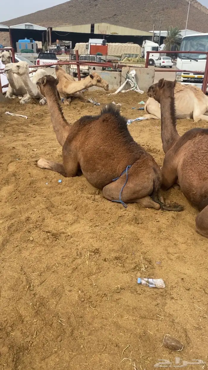 بعير حمر مشروط ضراب وعشار 29