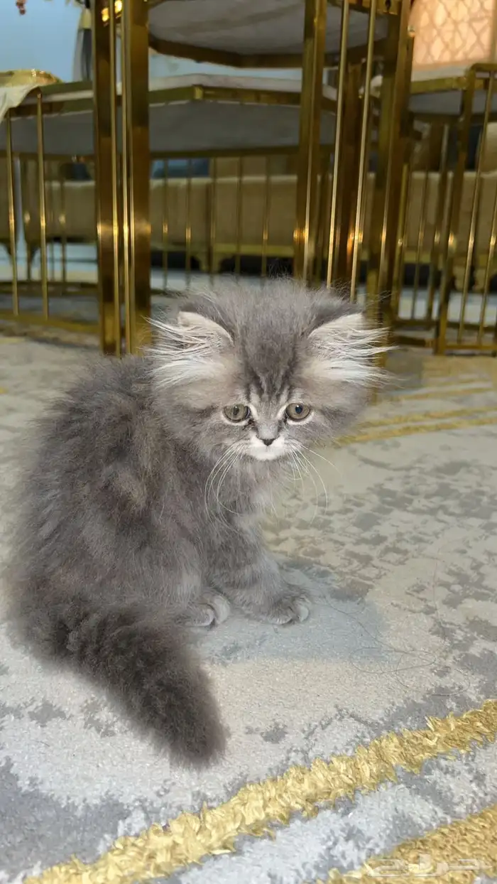 قط كيتين فاخر رمادي 1