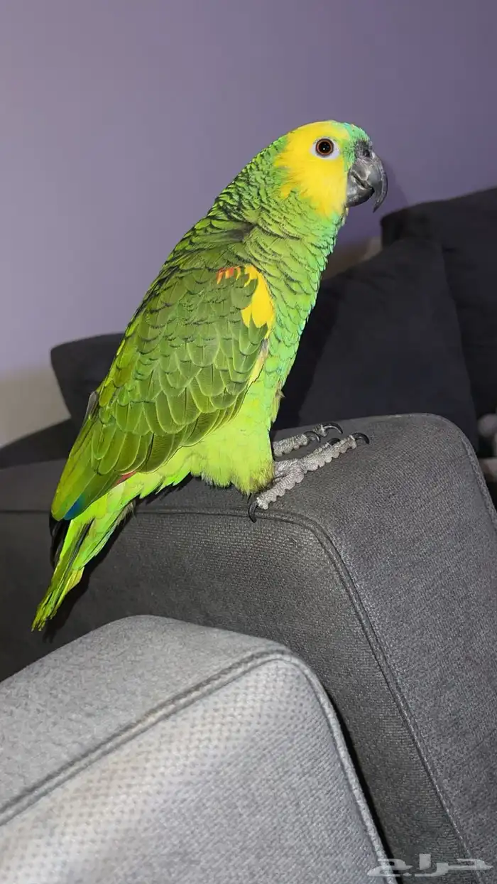 فرخ امزوني بلوفرنتد جاكو مستوى بطل تم البيع 5