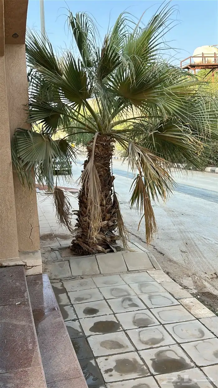 يوجد لدي نخل واشنطن 4 1