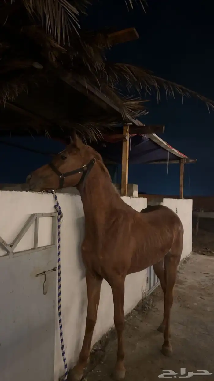 فرس شعبي للبيع 2