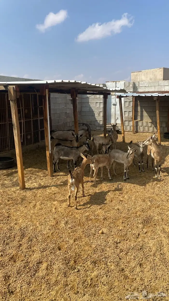 غنم هجين من قحوم جبليه 0