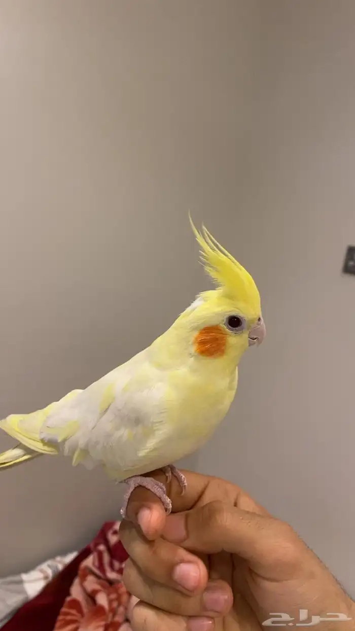 البيع كروان تربيه. ب 450 1