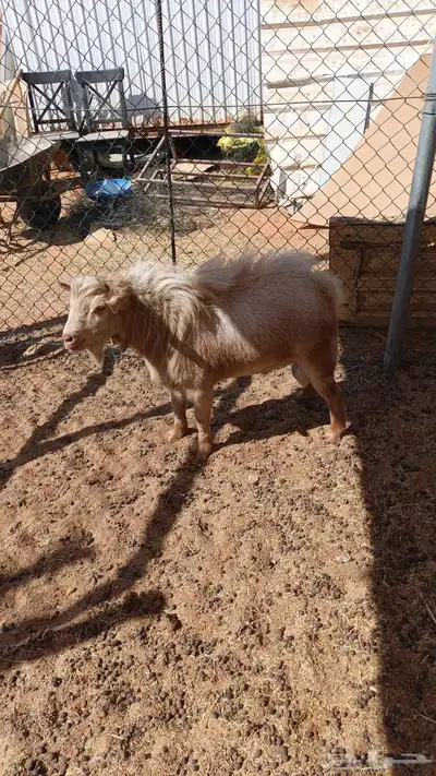 تيس قزم تشيكي فحل index