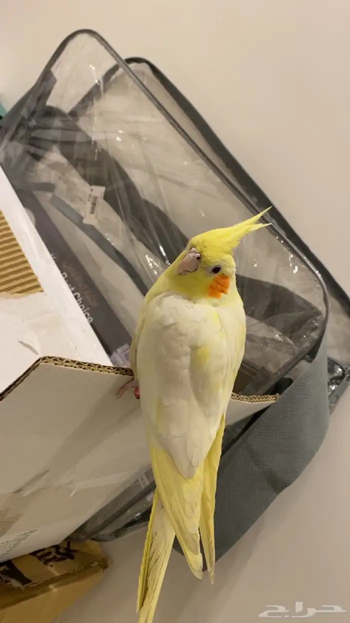 البيع كروان تربيه. ب 450 0