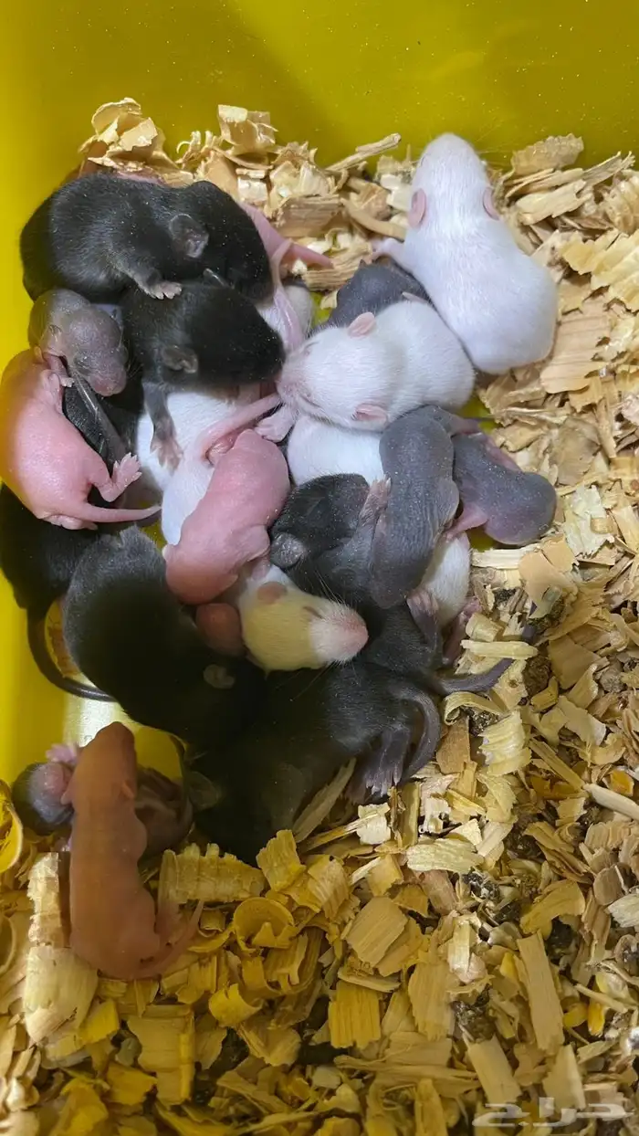 فئران مختبرات وتعليف للزواحف 0