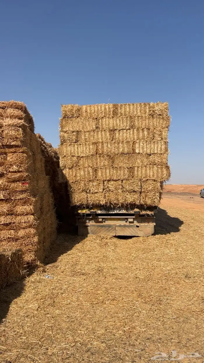 تبن قمح صافي جديد 2