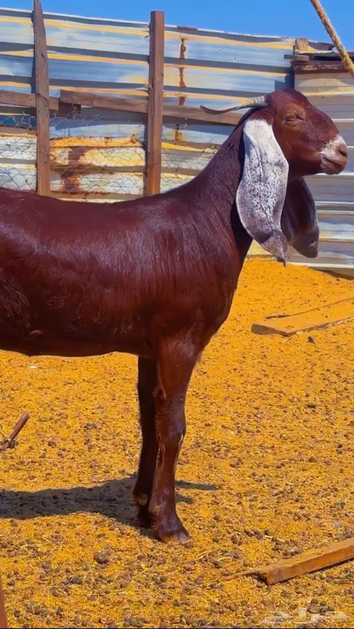 جفره دهما مطوره دافع 0