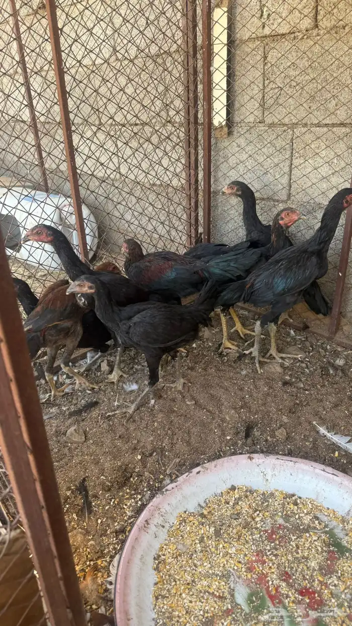 دجاج سندي و ديك شامو ارتفاعه 3 و نص على السوم 7