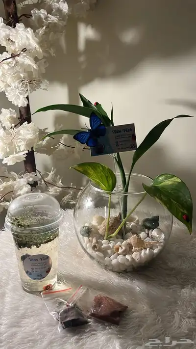 سمكة الفايتر index