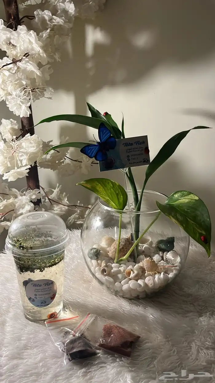 سمكة الفايتر 3