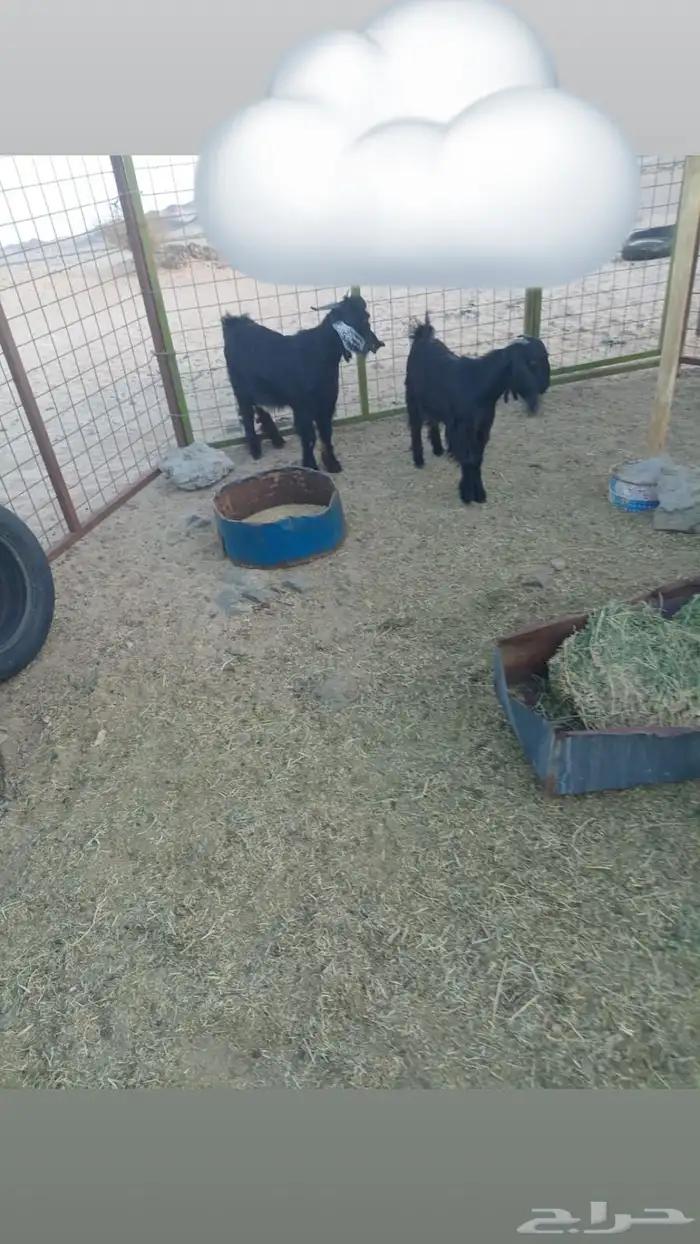 تيس وجفره للبيع على السوم 0