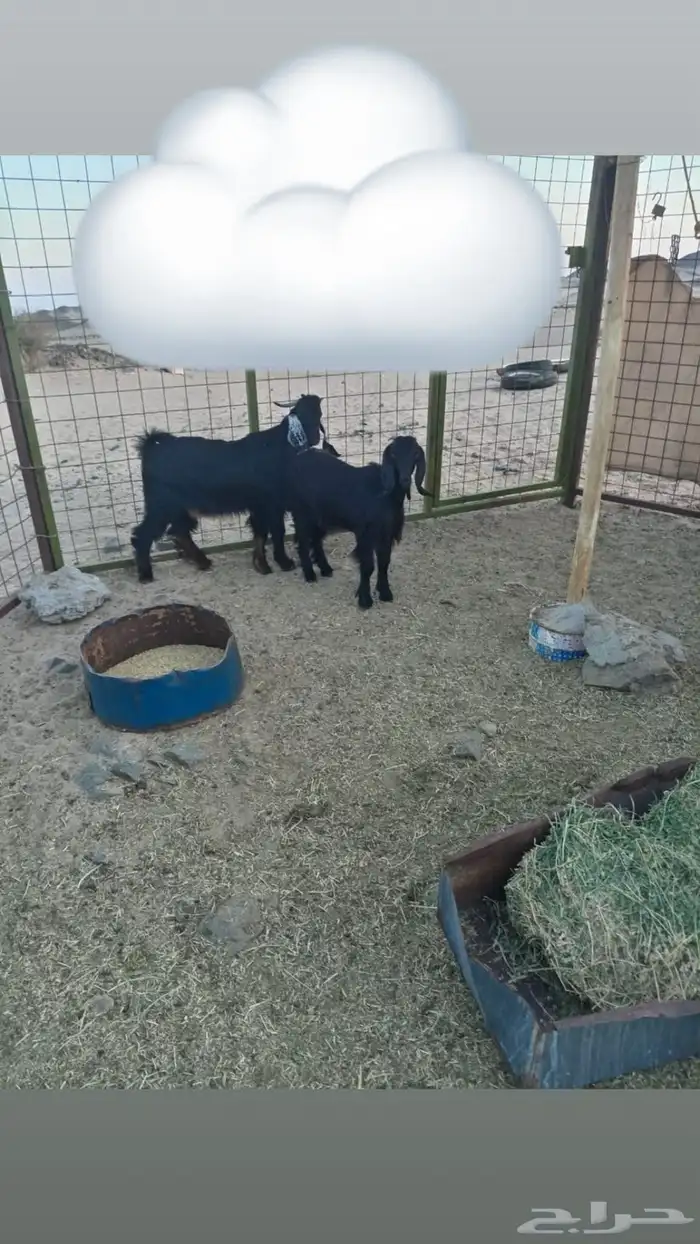 تيس وجفره للبيع على السوم 1