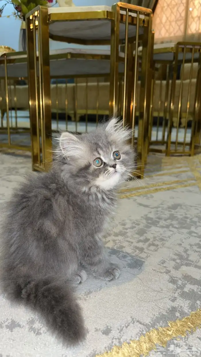 قط كيتين فاخر رمادي 2