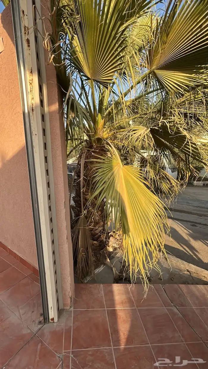 يوجد لدي نخل واشنطن 4 2