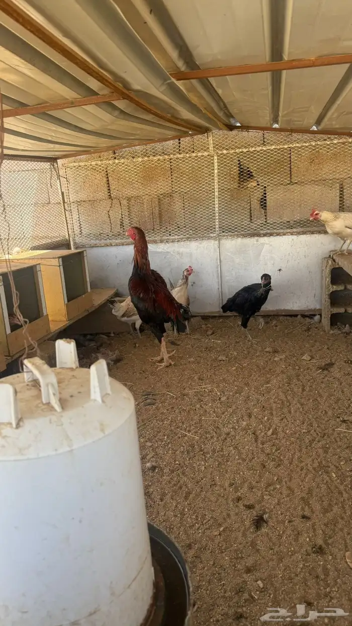 دجاج سندي و ديك شامو ارتفاعه 3 و نص على السوم 2