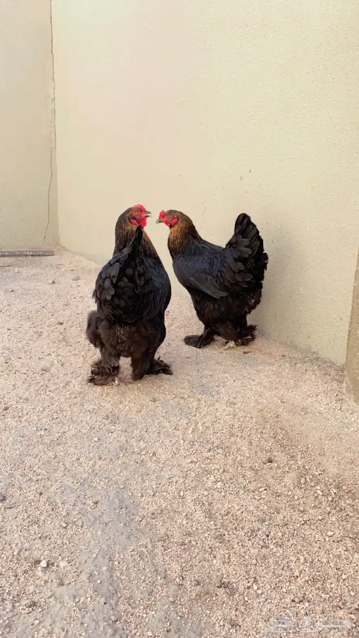 فروخ على مستوى 6