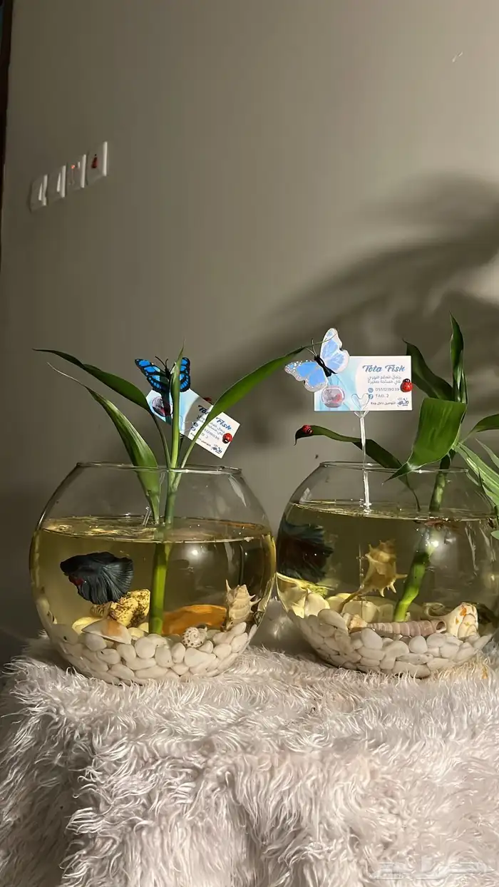 سمكة الفايتر 1