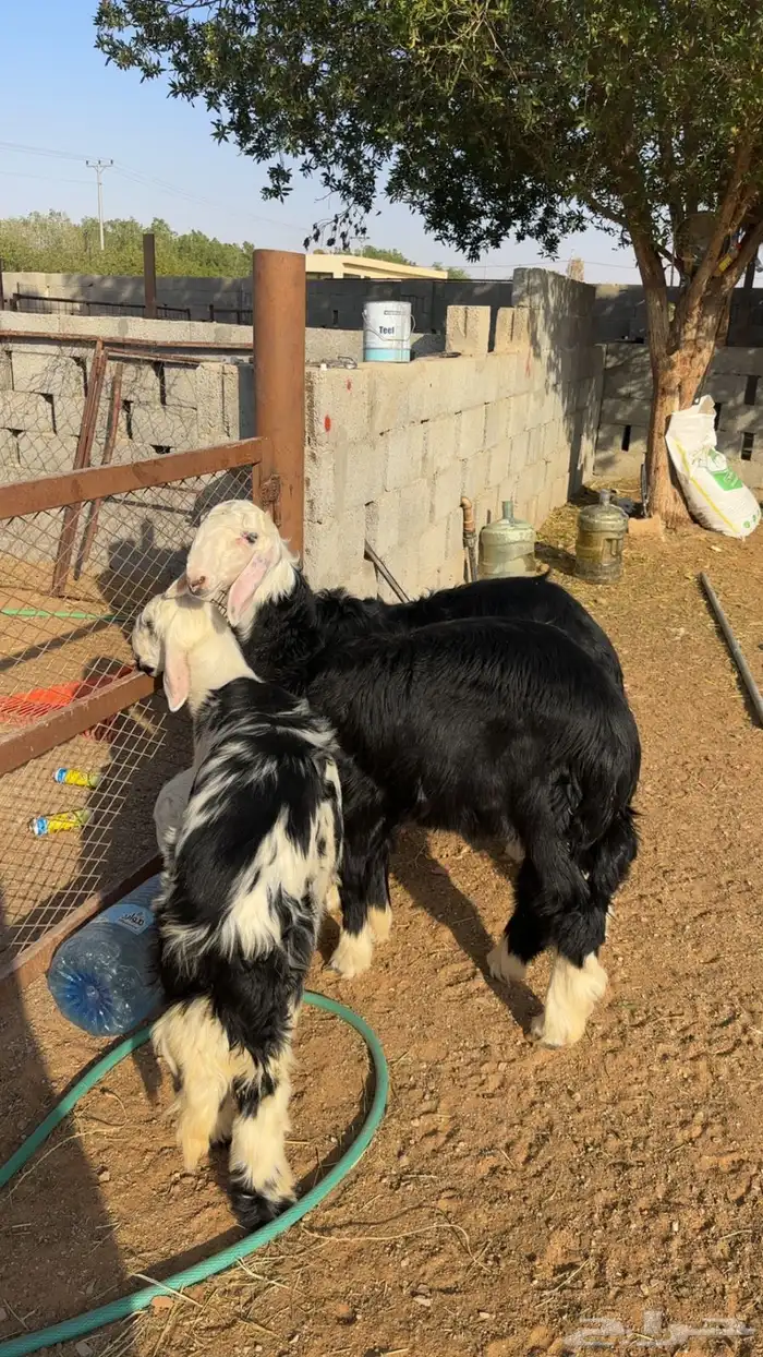 نجد طيب كفو 3