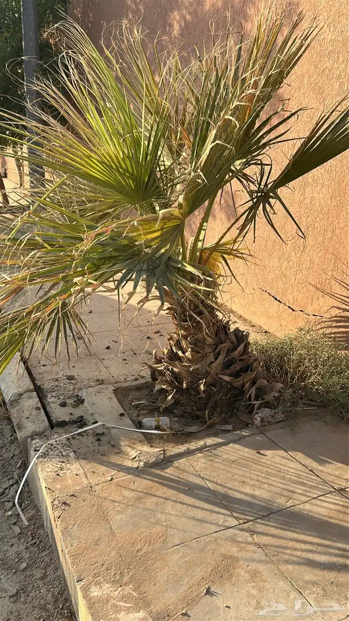 يوجد لدي نخل واشنطن 4 0