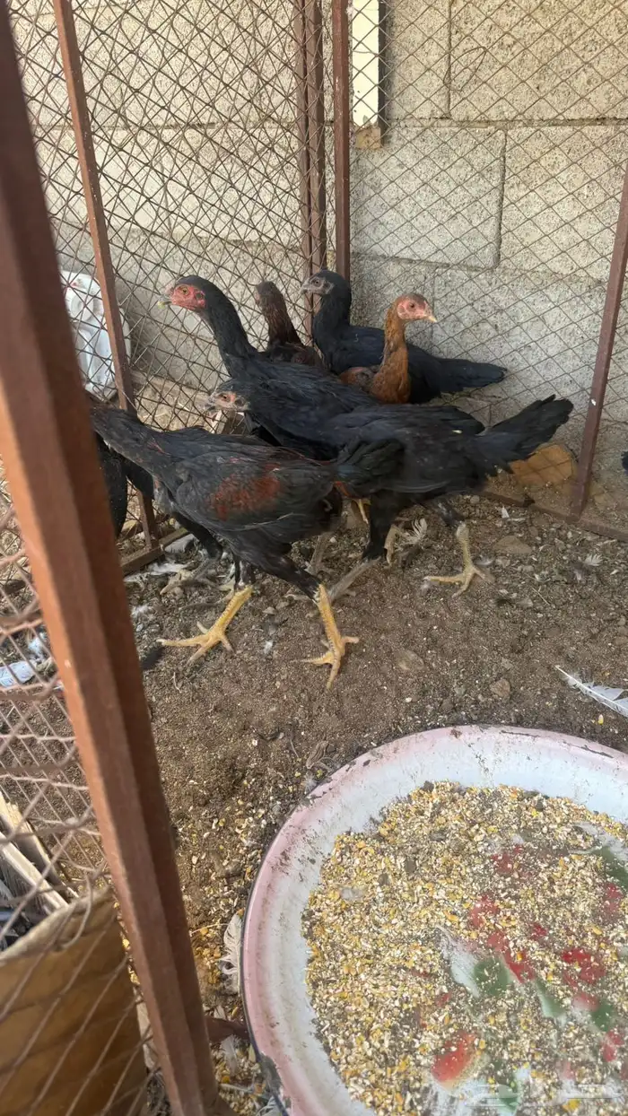 دجاج سندي و ديك شامو ارتفاعه 3 و نص على السوم 1