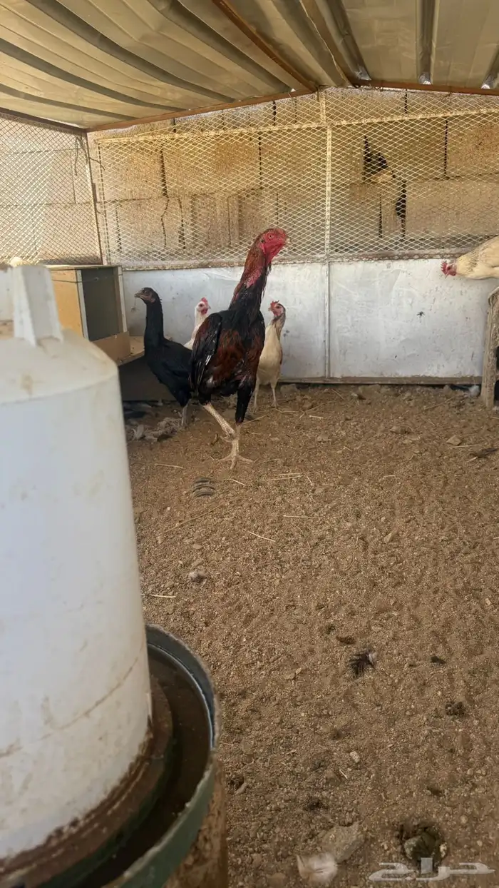 دجاج سندي و ديك شامو ارتفاعه 3 و نص على السوم 0