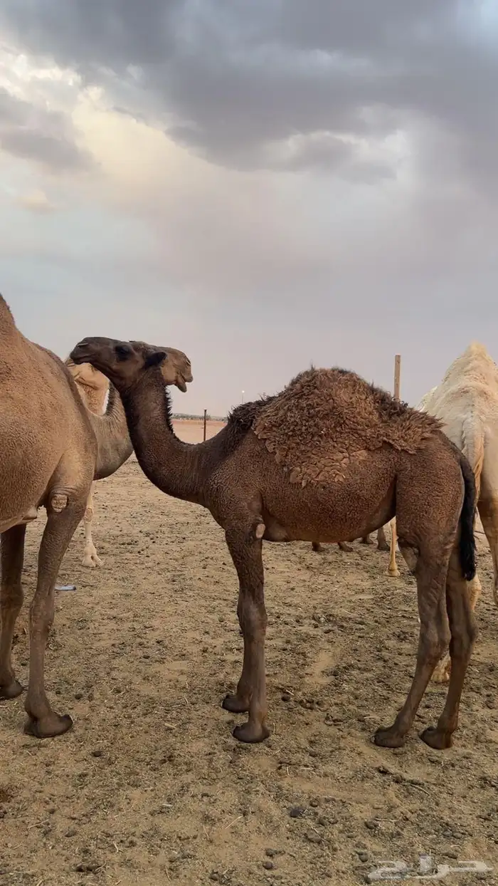 بيعر للبيع 2