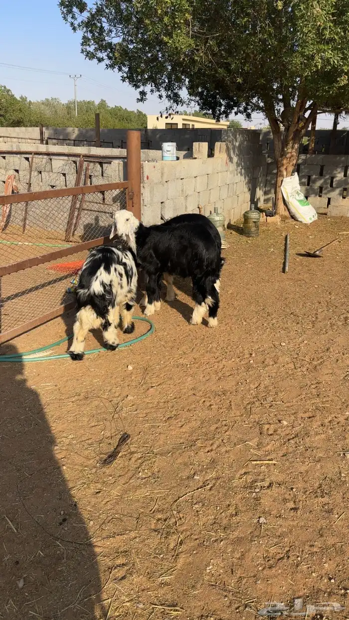 نجد طيب كفو 1