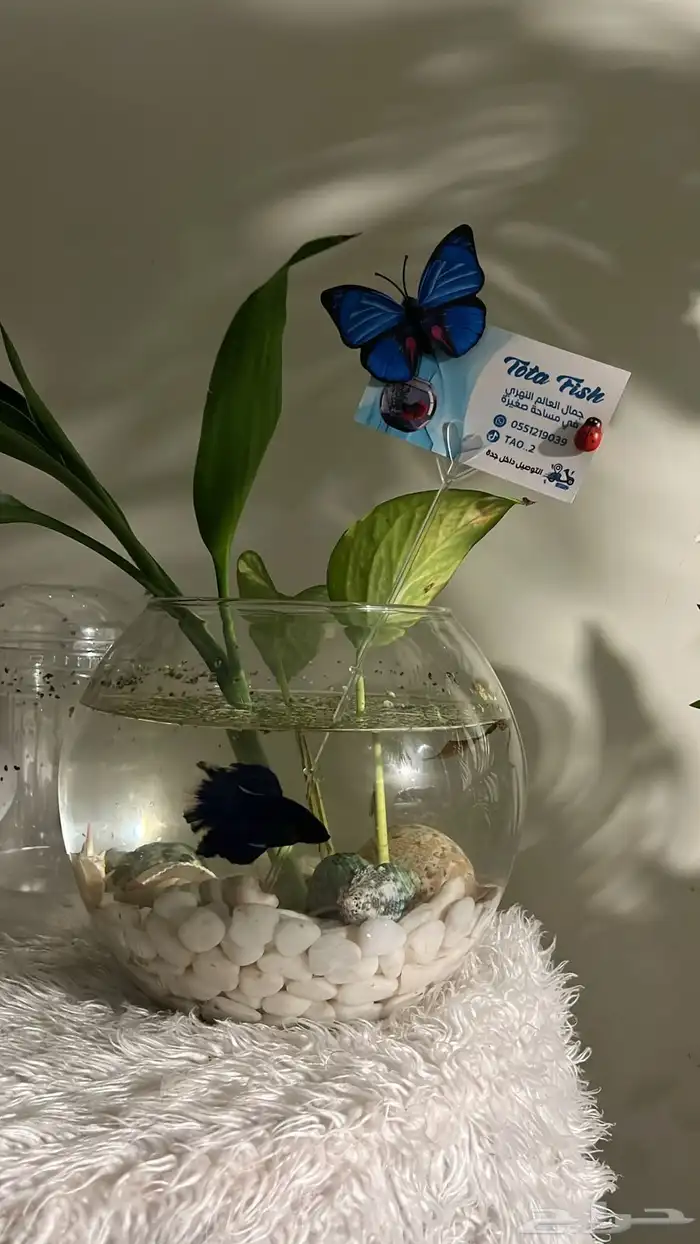 سمكة الفايتر 5