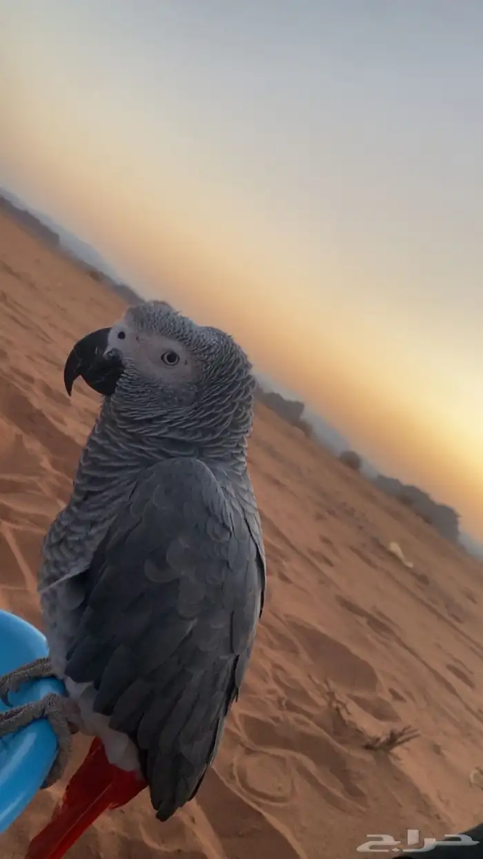 بغبغاء كاسكو العمر سنة الصحة جيدة للبيع منطقة تبوك السعر 0