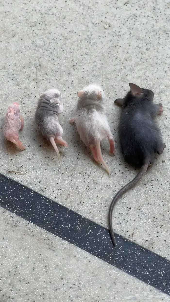 فئران مختبرات وتعليف للزواحف 1