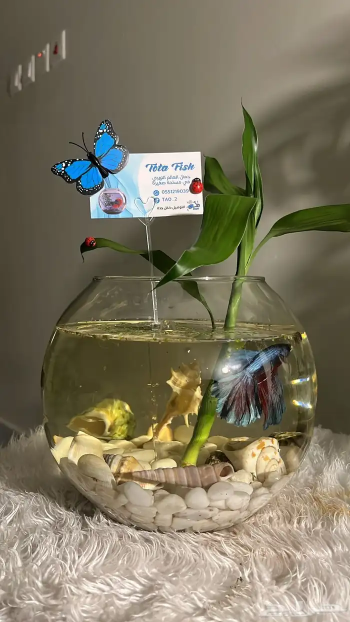 سمكة الفايتر 0