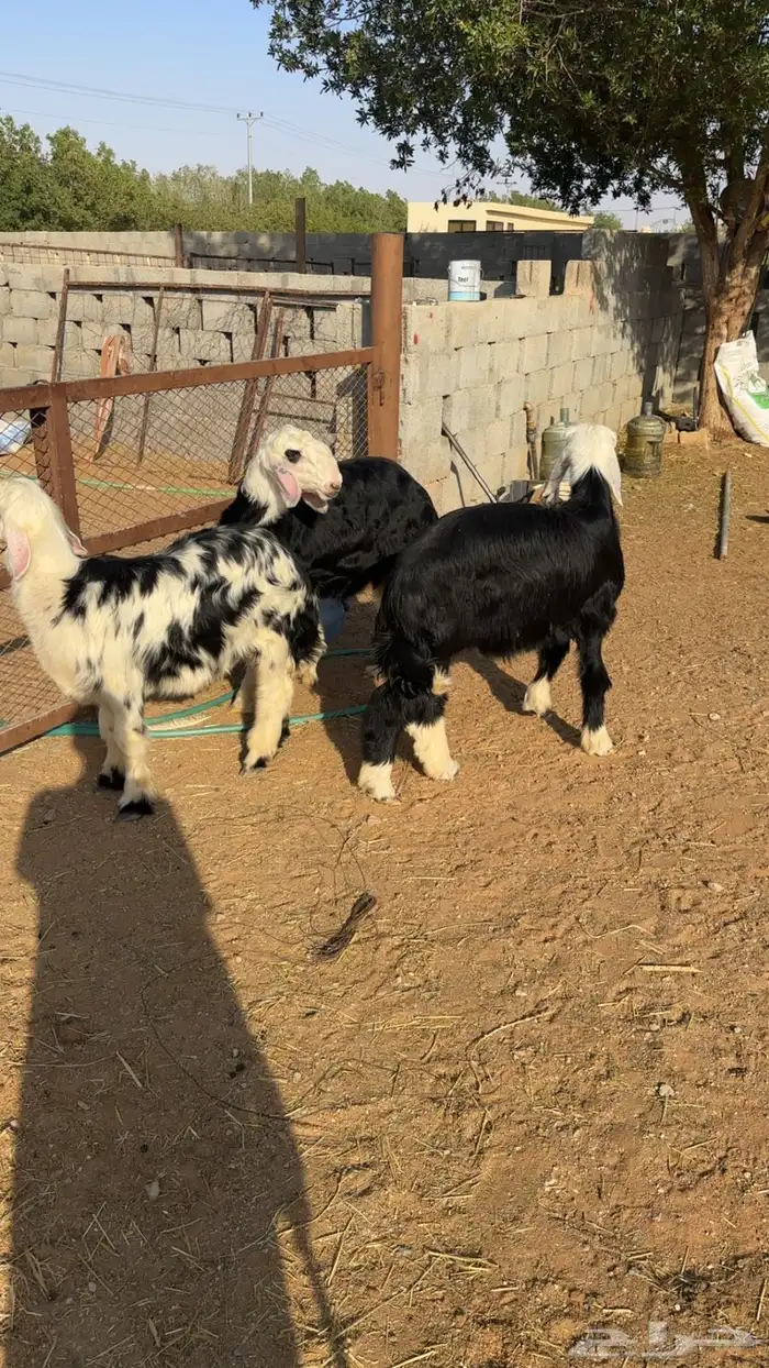 نجد طيب كفو 0