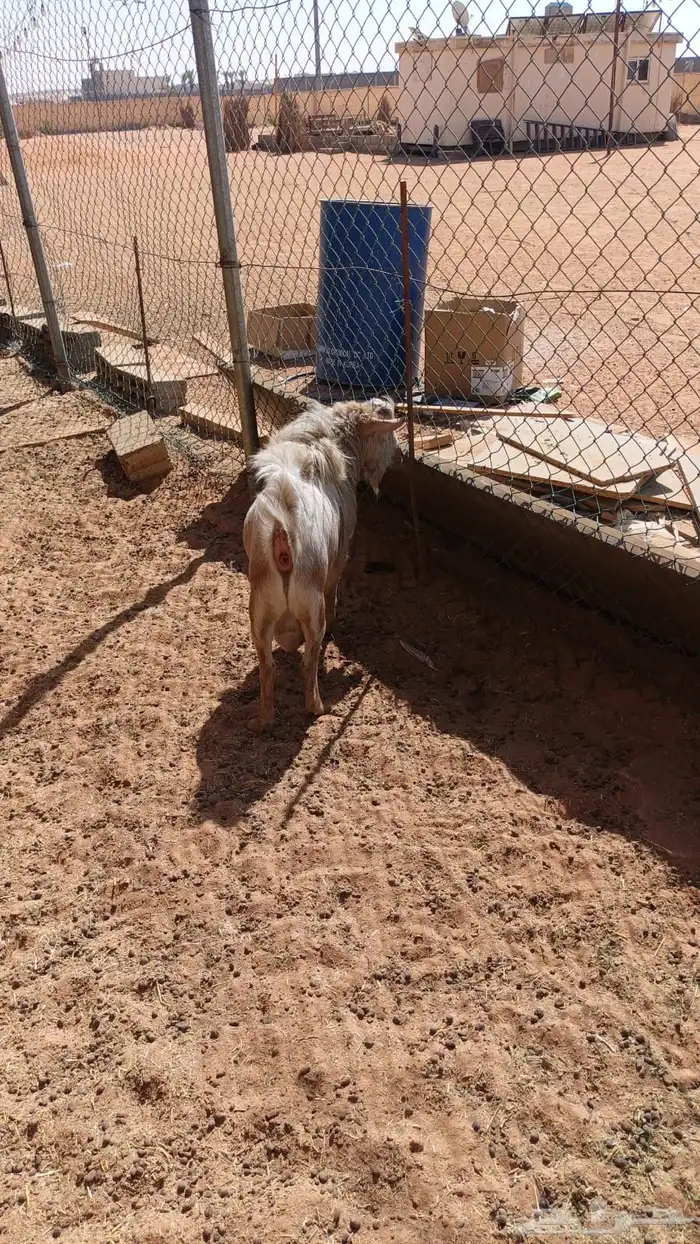 تيس قزم تشيكي فحل 0