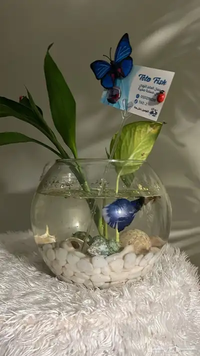 سمكة الفايتر index