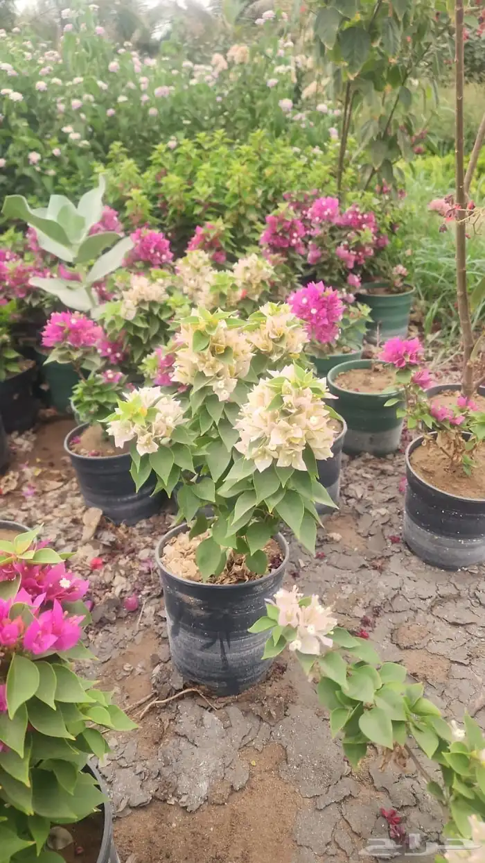 زرع وشتلات وانواع الشجر 9