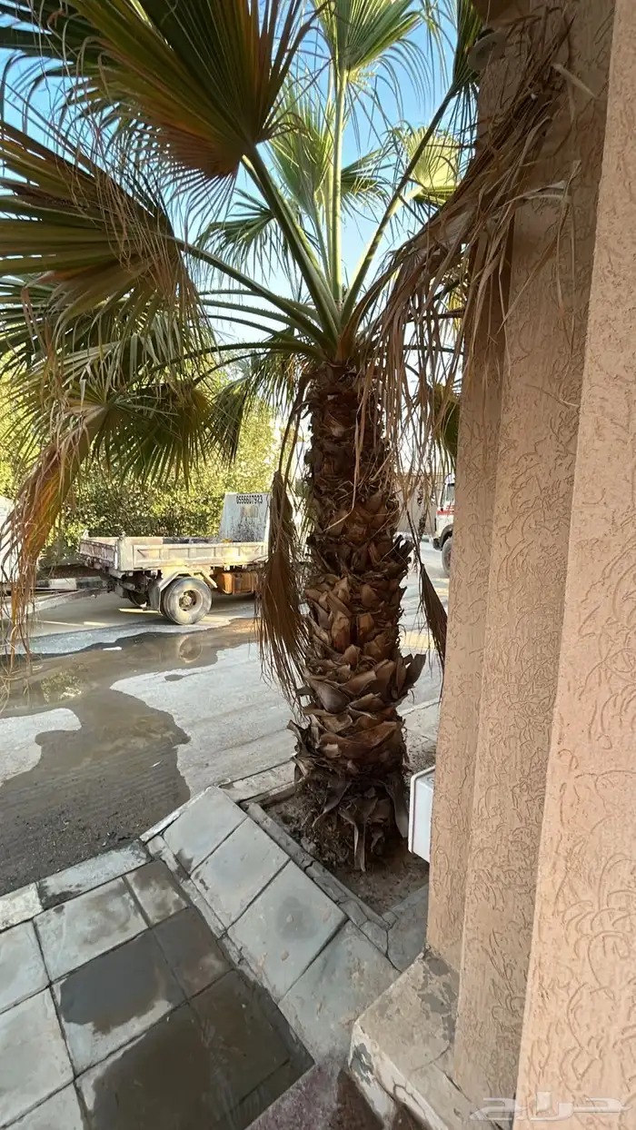 يوجد لدي نخل واشنطن 4 3