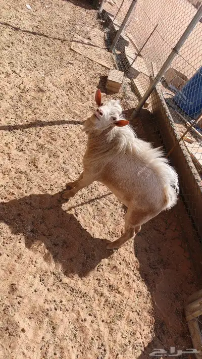 تيس قزم تشيكي فحل index