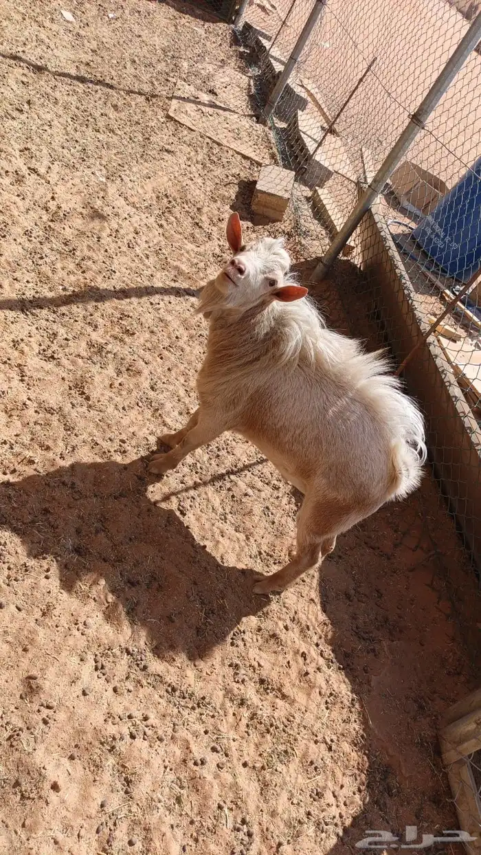 تيس قزم تشيكي فحل 3