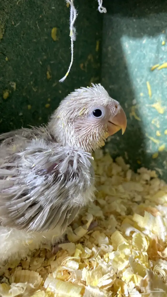 فرخ روز مجنون غر 0