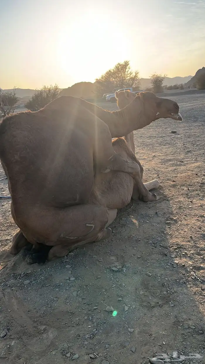 بعير حمر مشروط ضراب وعشار 27