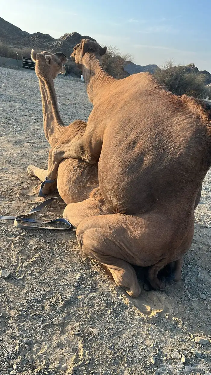 بعير حمر مشروط ضراب وعشار 26