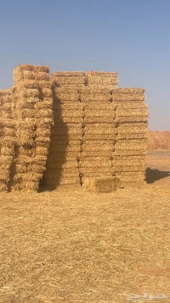 تبن قمح صافي جديد 0